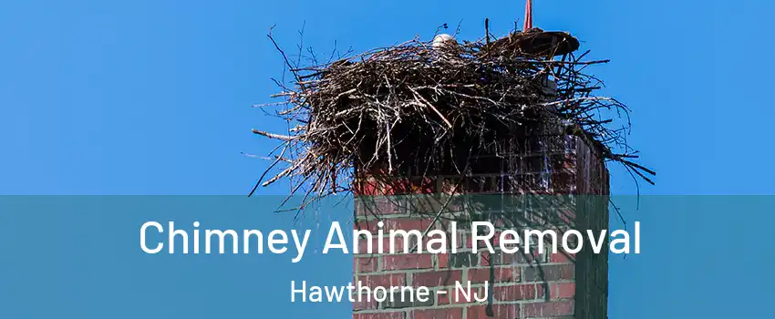  Chimney Animal Removal Hawthorne - NJ