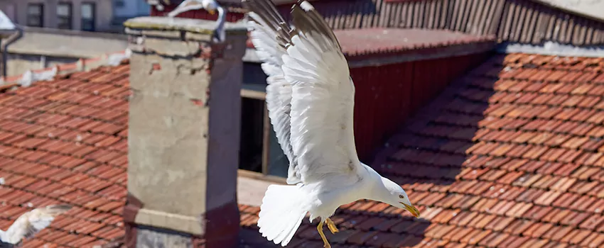Residential Chimney Animal Removal Solution in Hawthorne, NJ