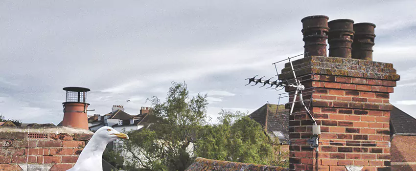 Chimney Cleaning And Restoration in Hawthorne, New Jersey